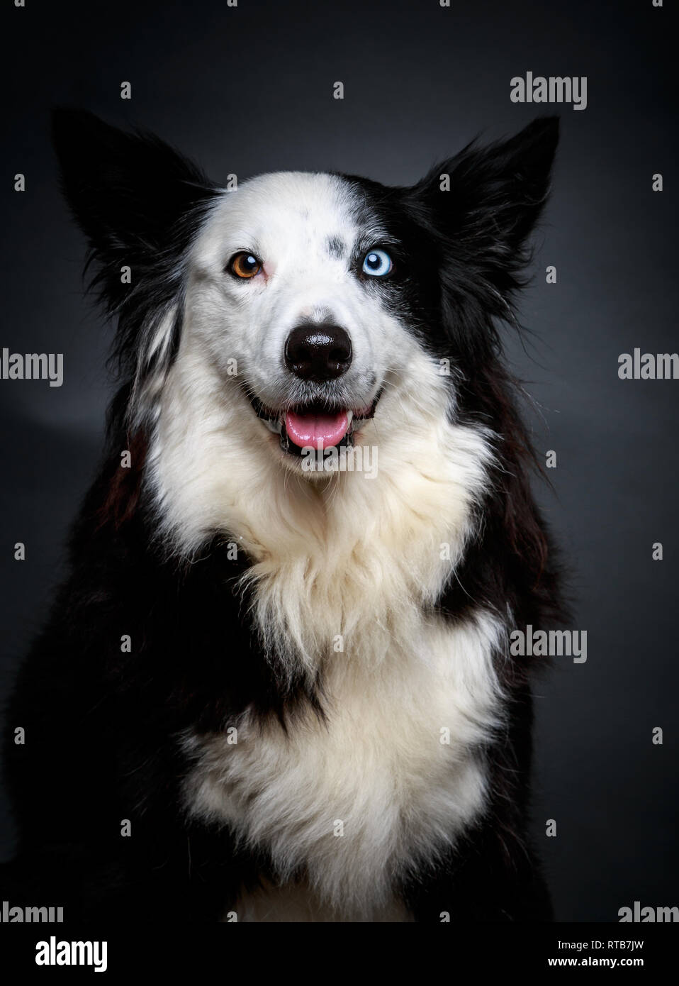 Erstaunlich Border Collie mit braunen und blauen Augen sitzen auf grauem Hintergrund Stockfoto