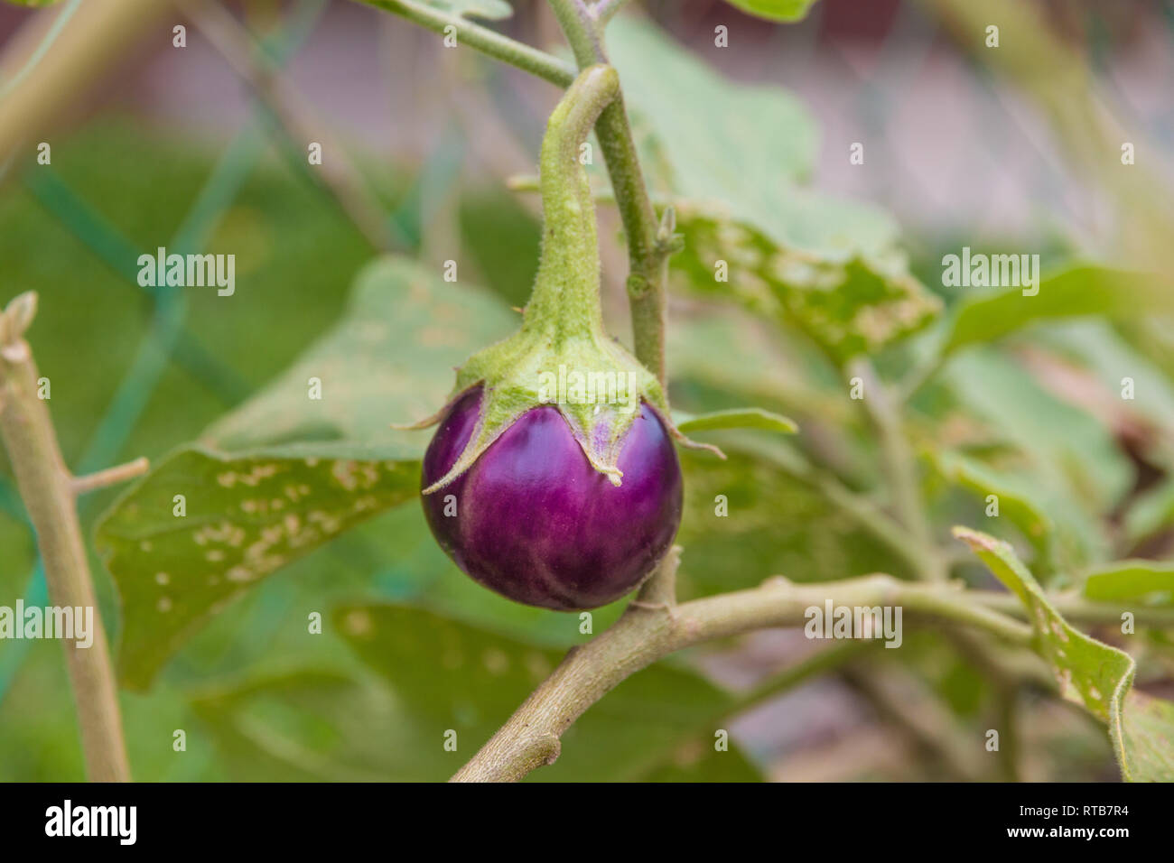 Schöner Blick auf einen kleinen, runden lila Thai Auberginen (Urtica), noch  an der Pflanze, organisch in einem Garten im Südosten gewachsen  Stockfotografie - Alamy