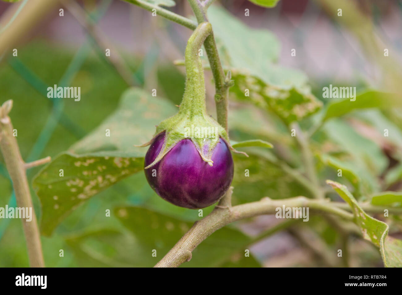 Schöner Blick auf einen kleinen, runden lila Thai Auberginen (Urtica), noch an der Pflanze, organisch in einem Garten im Südosten gewachsen... Stockfoto