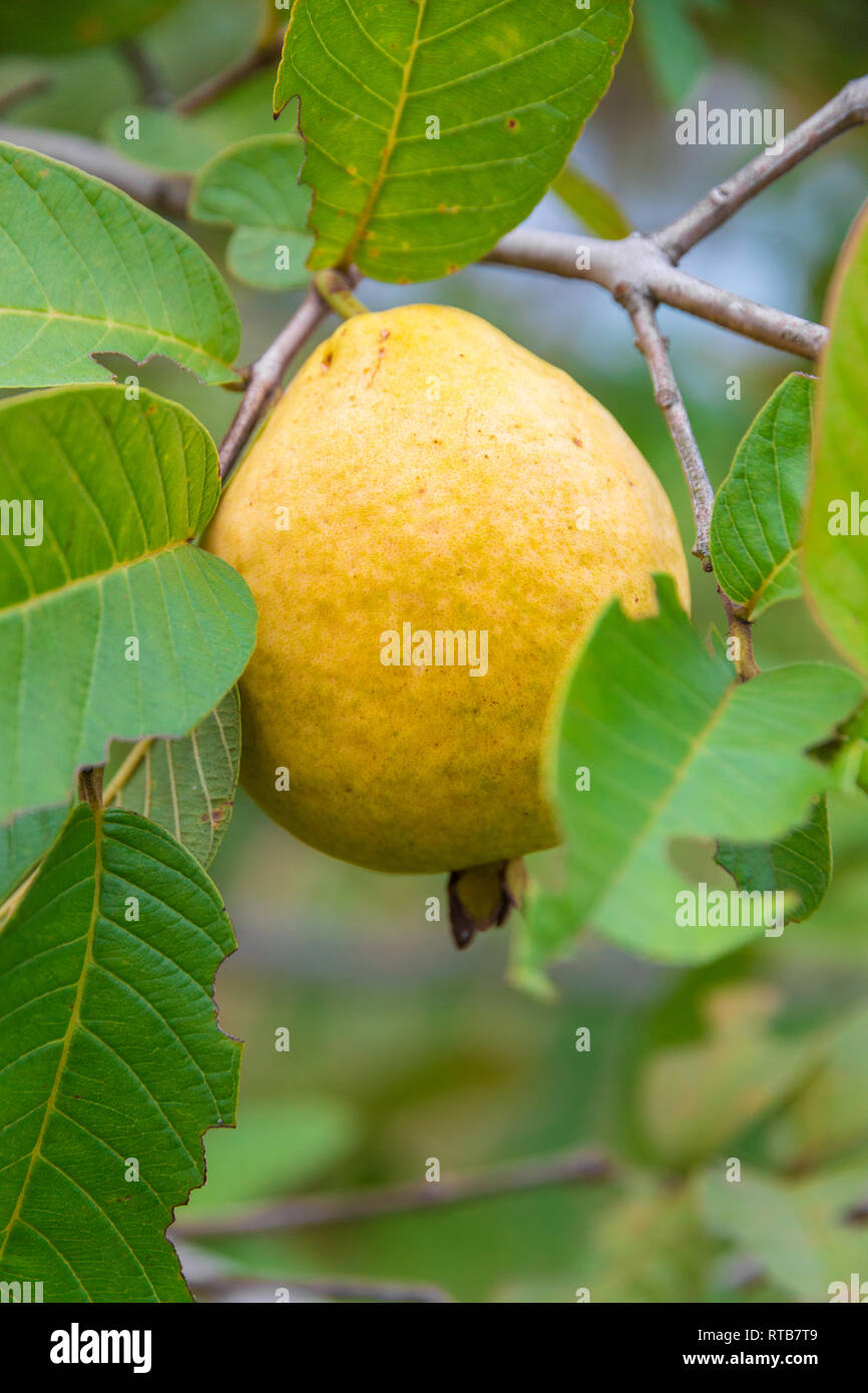 Schön in der Nähe Blick auf einen reifen Apfel Frucht Guave (psidium Guajava) mit gelber Haut, immer noch auf einen Baum mit dunkelgrünen Blätter. Die ovalen Früchte... Stockfoto