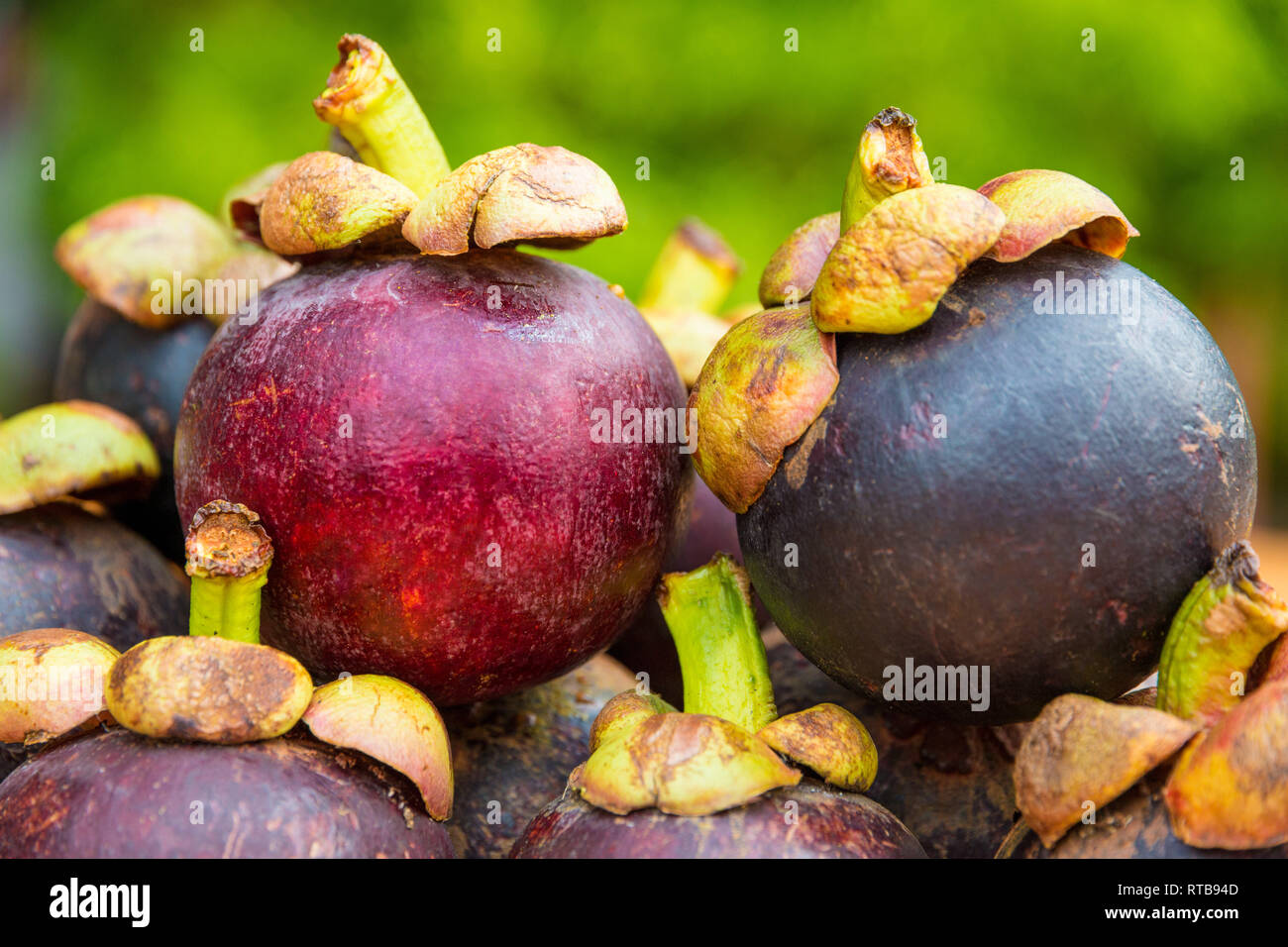 Schönes Bild von zwei reife rötlich-violetten Mangostane (Garcinia mangostana) Früchte, übereinander gestapelt. Die Früchte mit ihren grünen Stiele sind... Stockfoto