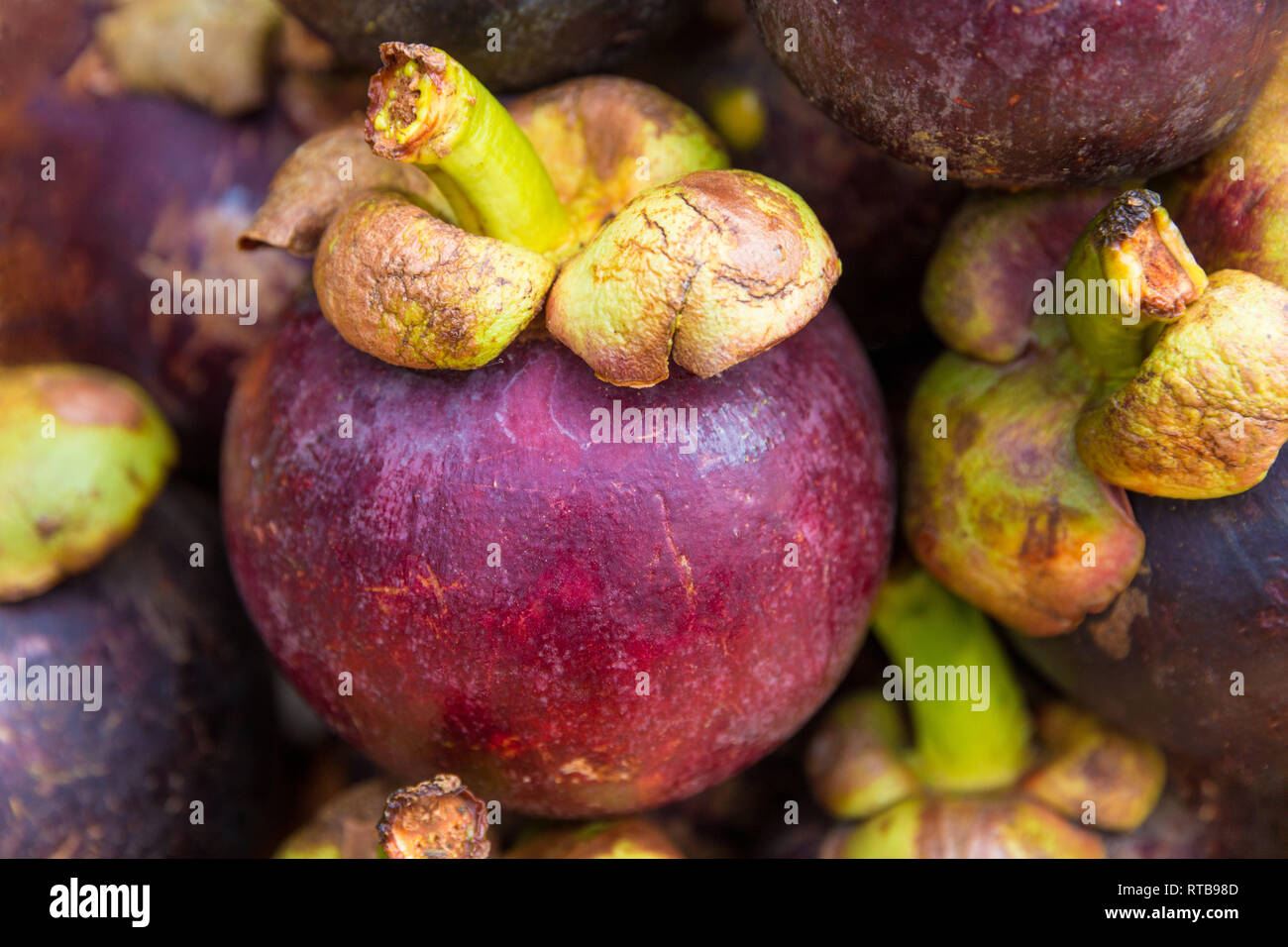 Schöne Nahaufnahme eines reifen rötlich-violetten Mangostan Frucht (Garcinia mangostana) und mehrere andere Früchte im Hintergrund. Organisch gewachsen... Stockfoto
