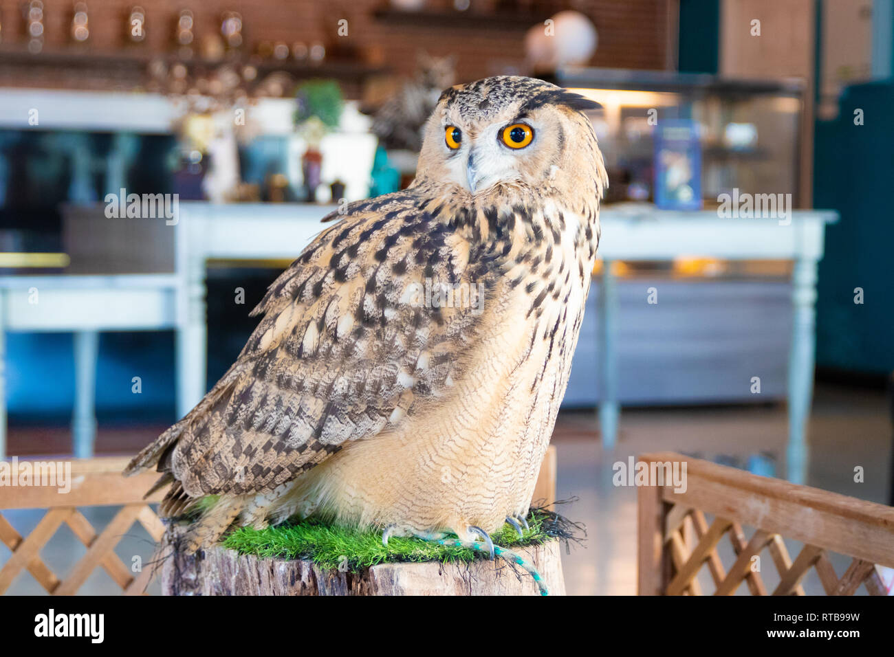 Schöne Eule ganz nah. Eule Augen. Hintergrund Stockfoto