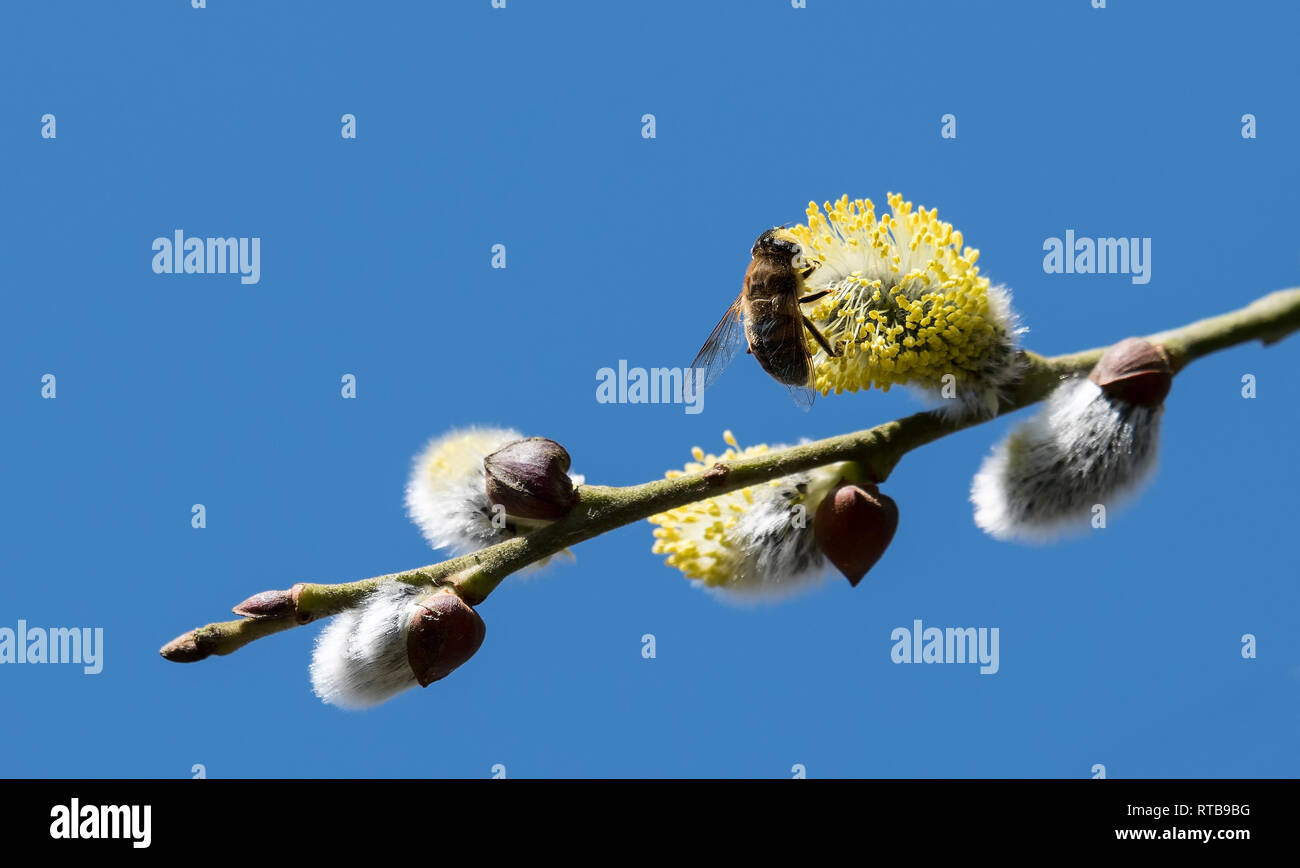 Gestiegen Blüte Blütenstände männlichen Blüten catkin oder Ament auf einem Salix, Willow im Frühjahr, bevor die Blätter. Sammeln Pollen von Blüten und Knospen. Honig Pflanzen Europa mit Wasp Stockfoto