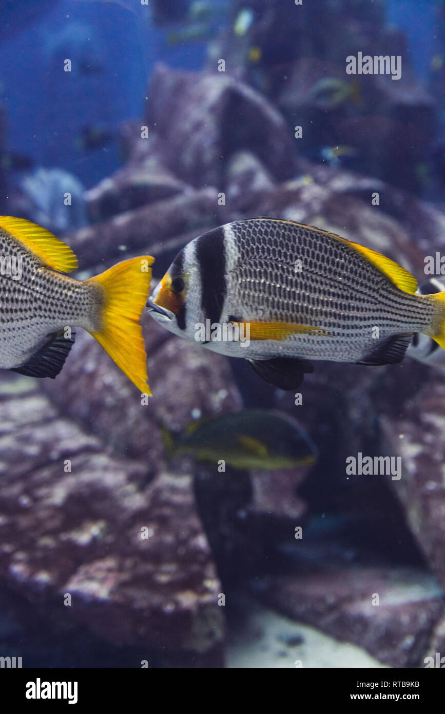 Exotische Fische im aquarium Stockfoto