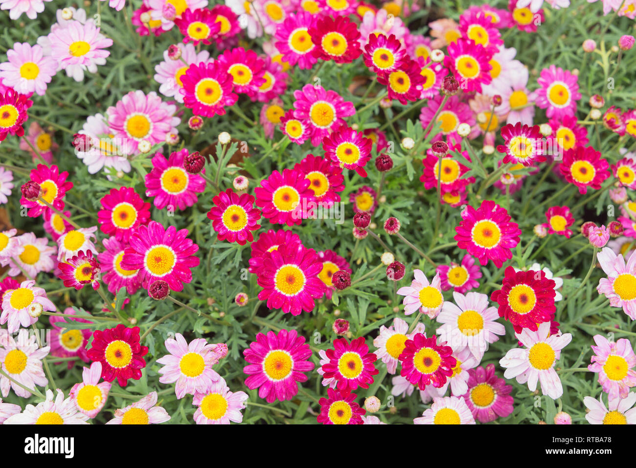 Meteor rot und rosa Feld Gänseblümchen Gänseblümchen, Ligurien, Italien, Stockfoto