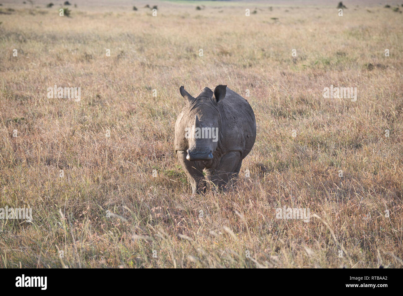 Weiß oder Gras Nashörner (Rhinocerotidae)) Stockfoto