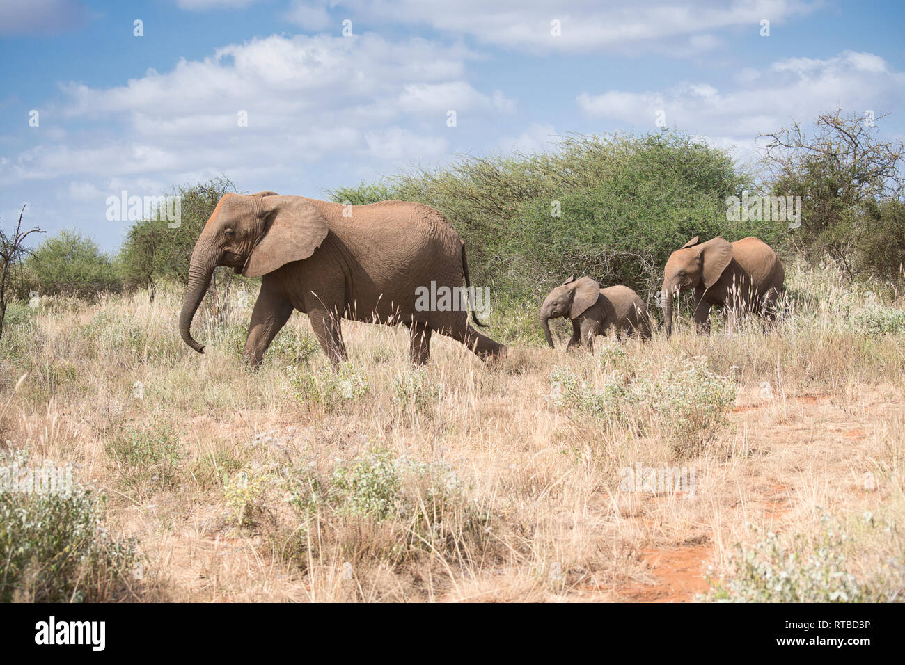 Afrikanischer Elefant (Loxodonta africana), Familie, Gruppe, geführt von einem tuskless Matriarchin Stockfoto