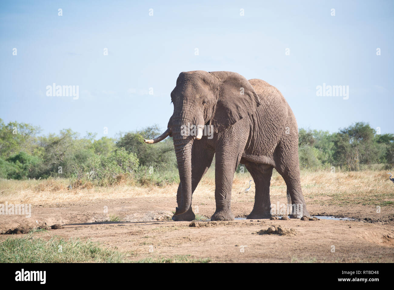 Afrikanischer Elefant (Loxodonta africana), einem Wasserloch Stockfoto