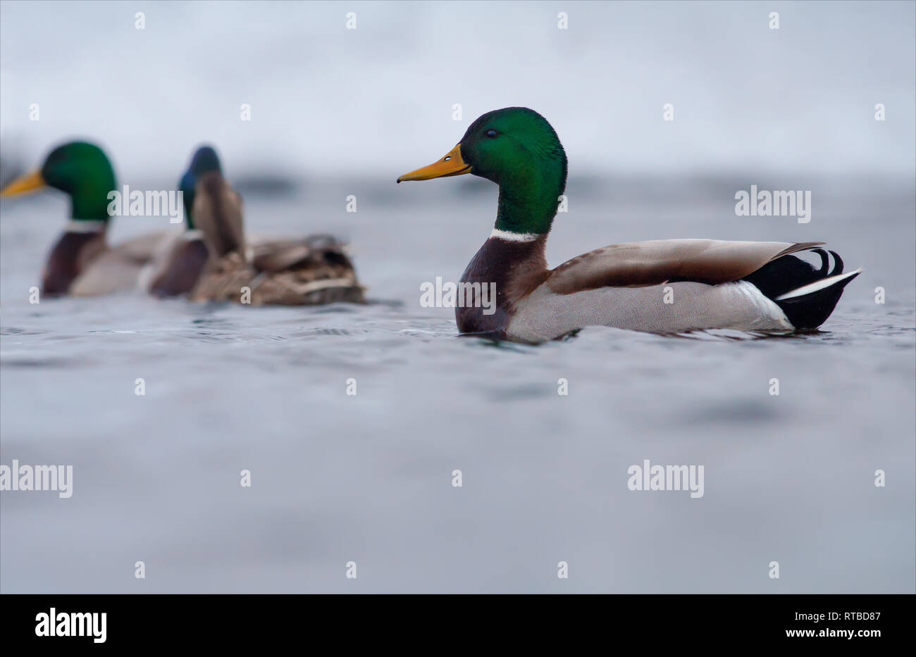 Männliche Stockente Schwimmen in der Gruppe mit anderen Enten Stockfoto