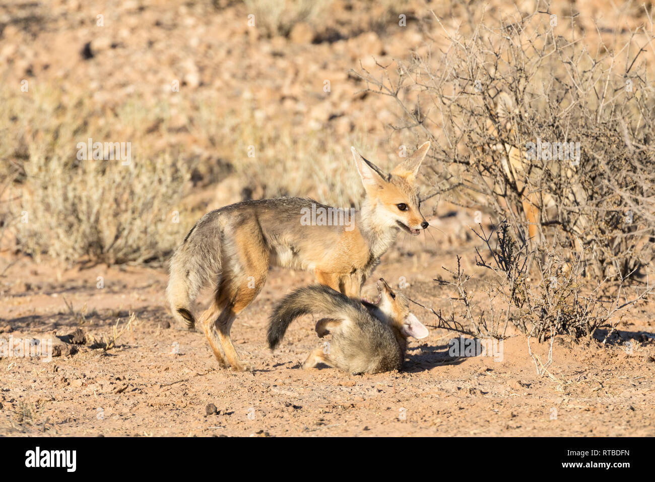 Cape Fox, Vulpes Chama, Spielen mit einem jungen Cub in der Morgendämmerung, Kgalagadi Transfrontier Park, Northern Cape, Südafrika Stockfoto