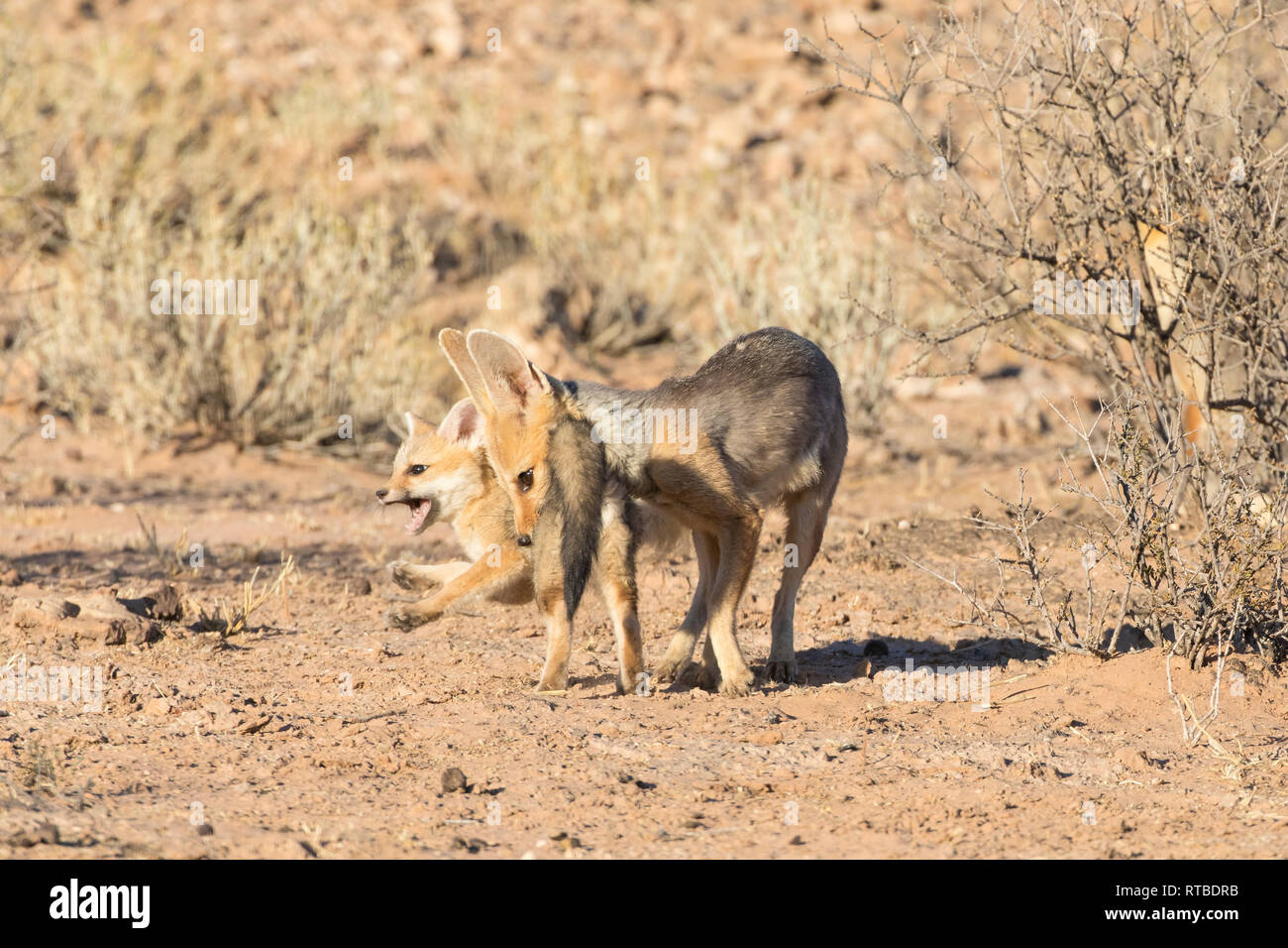 Cape Fox, Vulpes Chama, Spielen mit einem jungen Cub in der Morgendämmerung, Kgalagadi Transfrontier Park, Northern Cape, Südafrika Stockfoto