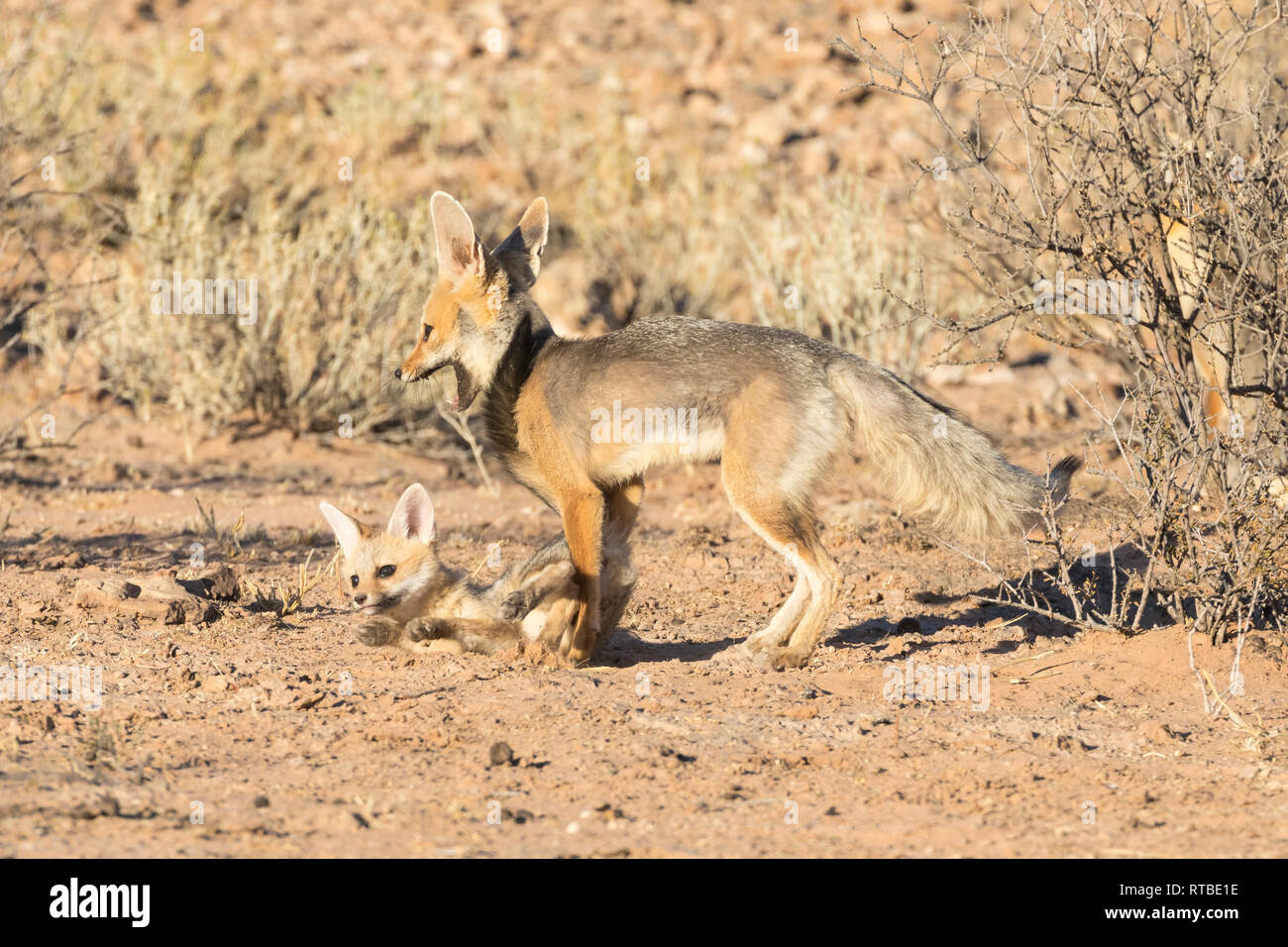 Cape Fox, Vulpes Chama, Spielen mit einem jungen Cub in der Morgendämmerung, Kgalagadi Transfrontier Park, Northern Cape, Südafrika Stockfoto