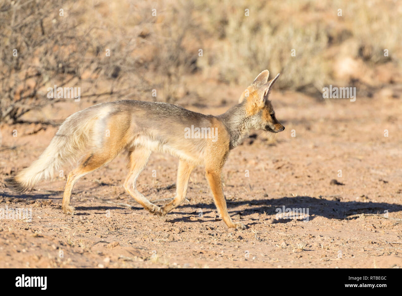 Cape Fox oder Silber-backed Fox, Vulpes Chama, in der Dämmerung,, Kgalagadi Transfrontier Park, Northern Cape, Kalahari, South Afrcia Stockfoto
