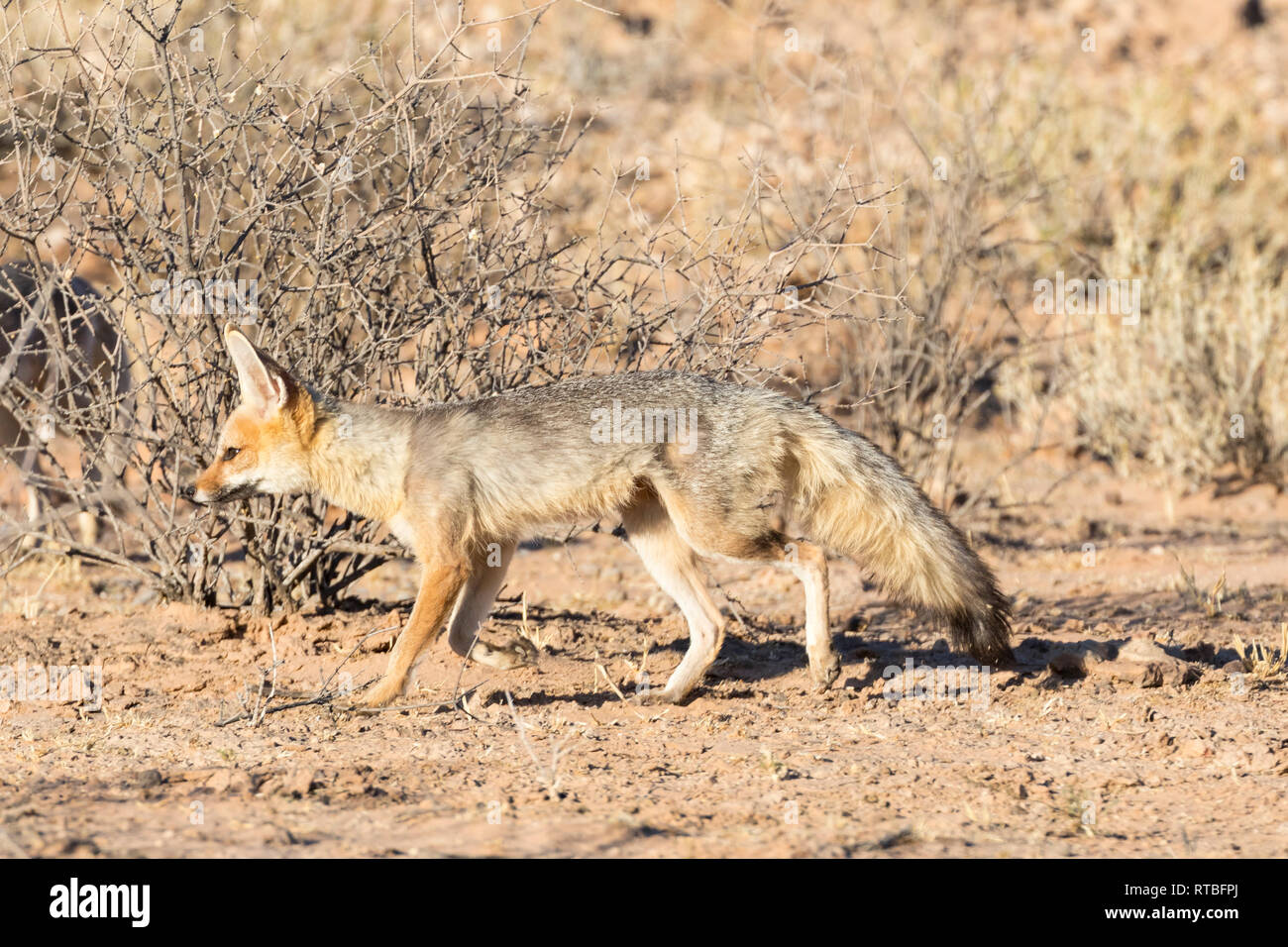 Cape Fox oder Silber-backed Fox, Vulpes Chama, in der Dämmerung, Jagd, Stalking, Kgalagadi Transfrontier Park, Northern Cape, Kalahari, South Afrcia Stockfoto