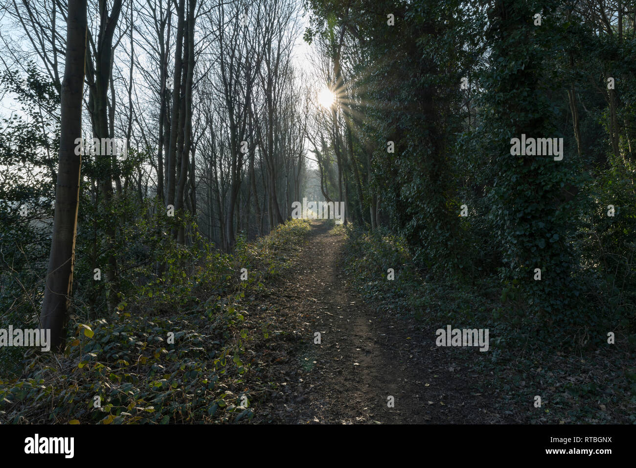 Winter Waldwege in Beaumont Park, Huddersfield Stockfoto