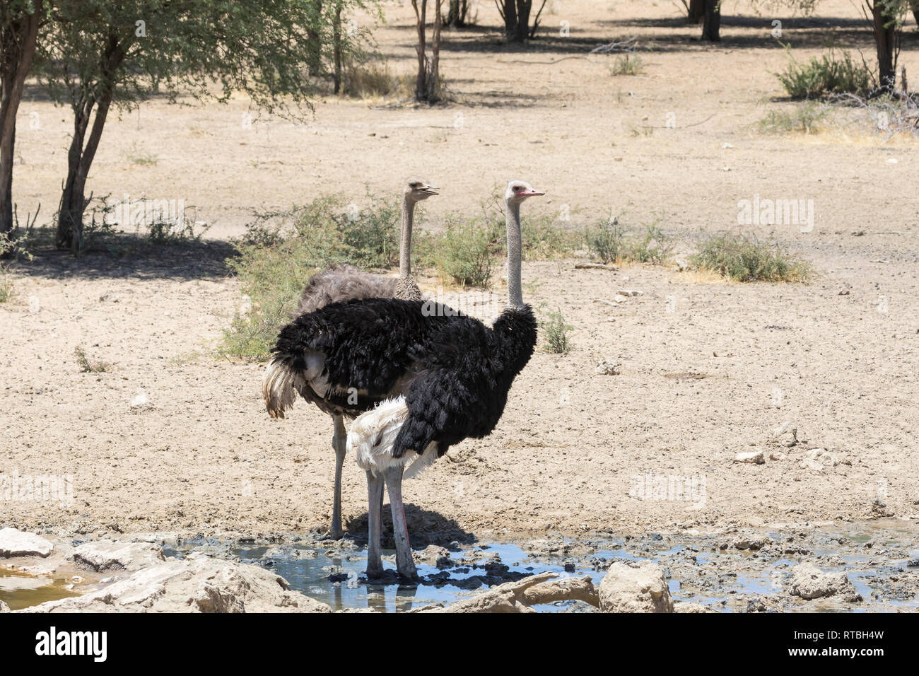 Männliche und weibliche gemeinsame Strauß, Struthio camelus, an einem Wasserloch, Kgalagadi Transfrontier Park, Kalahari, Northern Cape Südafrika Stockfoto