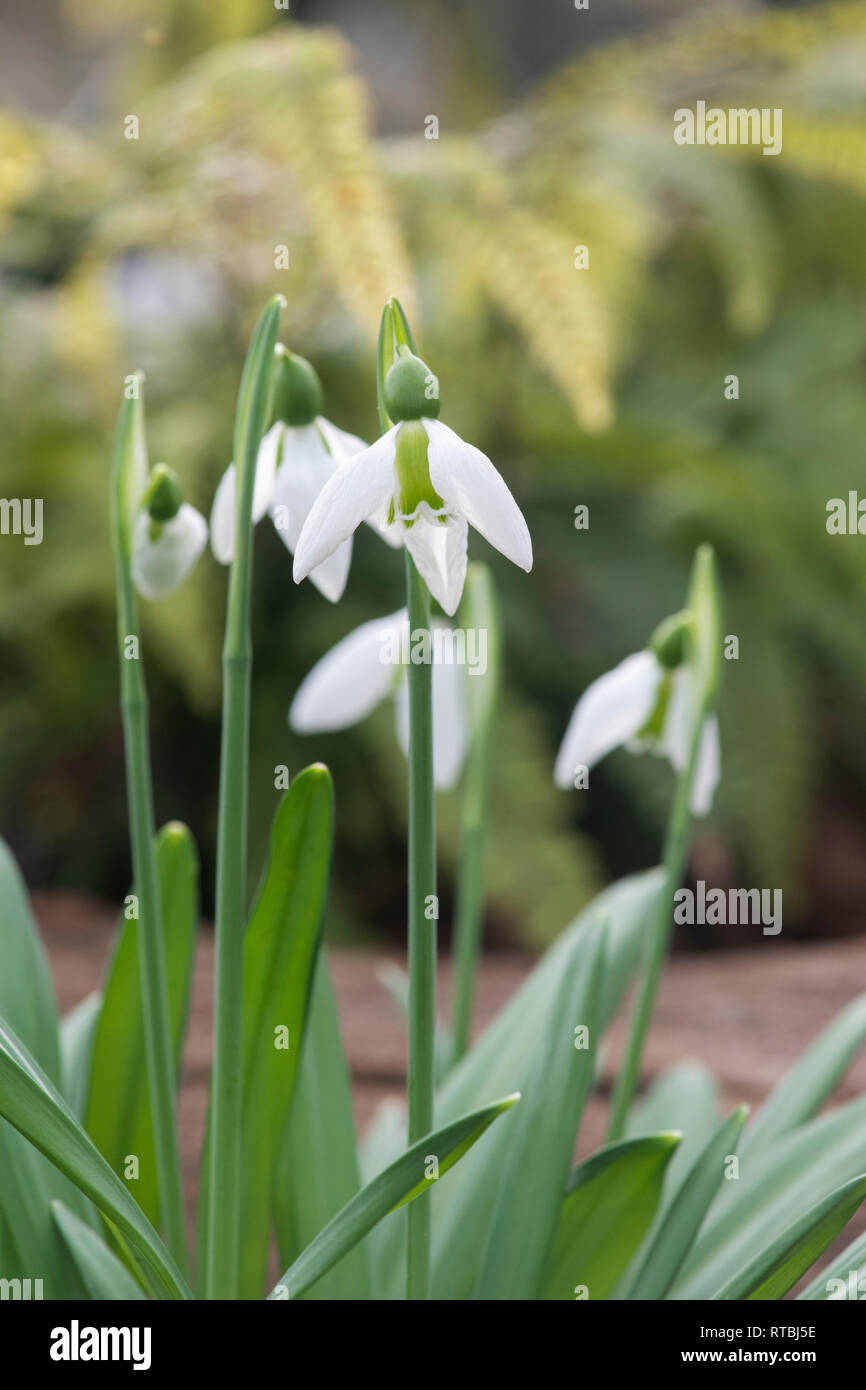 Galanthus plicatus "Babraham duftende'. Schneeglöckchen 'Babraham duftende' im Februar. Großbritannien Stockfoto