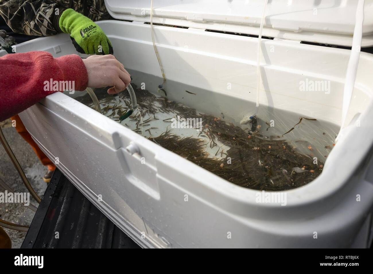 MANCHESTER, Washington - Discovery Alternative High School Kursteilnehmer Travis Avery bereit, einen Container von Coho Lachs schlüpflinge Für die Freisetzung in Beaver Creek am Marinestützpunkt Kitsap - Manchester Feb 7. Die Naval Supply System Befehl Fleet Logistics Center (FLC) NAVSUP Puget Sound Kraftstoff Abteilung hosted lokale High School Studenten 15.000 frisch geschlüpfte Lachs in die wasserlauf durch die Anlage als Teil eines laufenden Schule Projekt zu helfen des Puget Sound Lachs Bevölkerung wiederherstellen zu lösen. Stockfoto