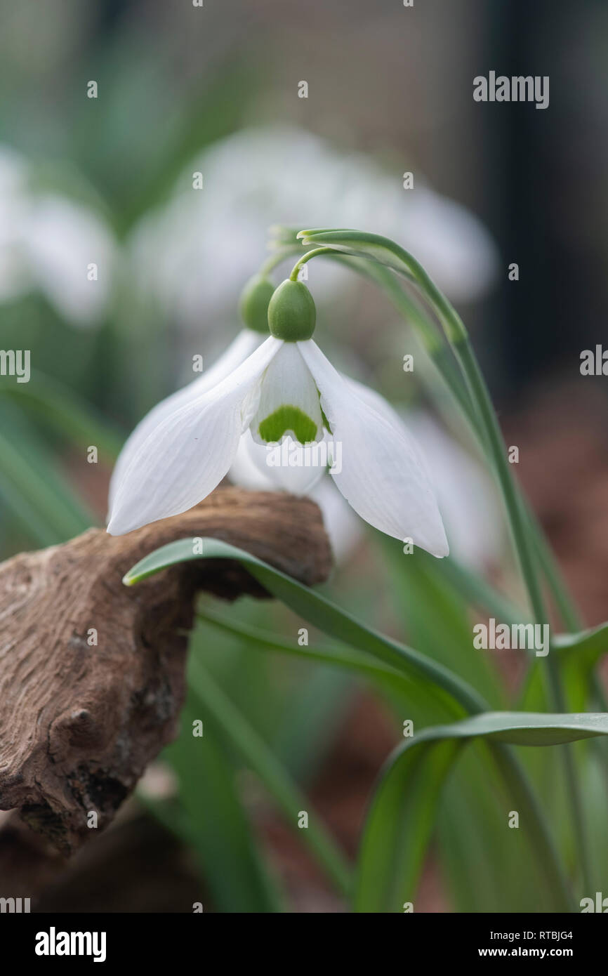 Galanthus 'Mrs Thompson'. Snowdrop 'Mrs Thompson' im Februar. Großbritannien Stockfoto