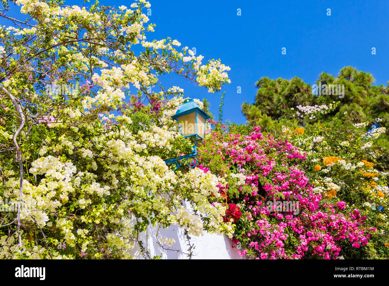 Altmodische Straße Licht durch ein Meer von Oleander Blumen in Sidi Bou Said, Tunesien umgeben Stockfoto