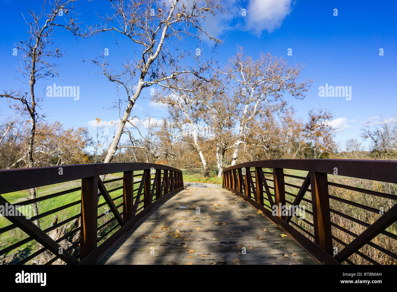 Brücke und westlichen Platanen (Platanus racemosa), Kalifornien Stockfoto