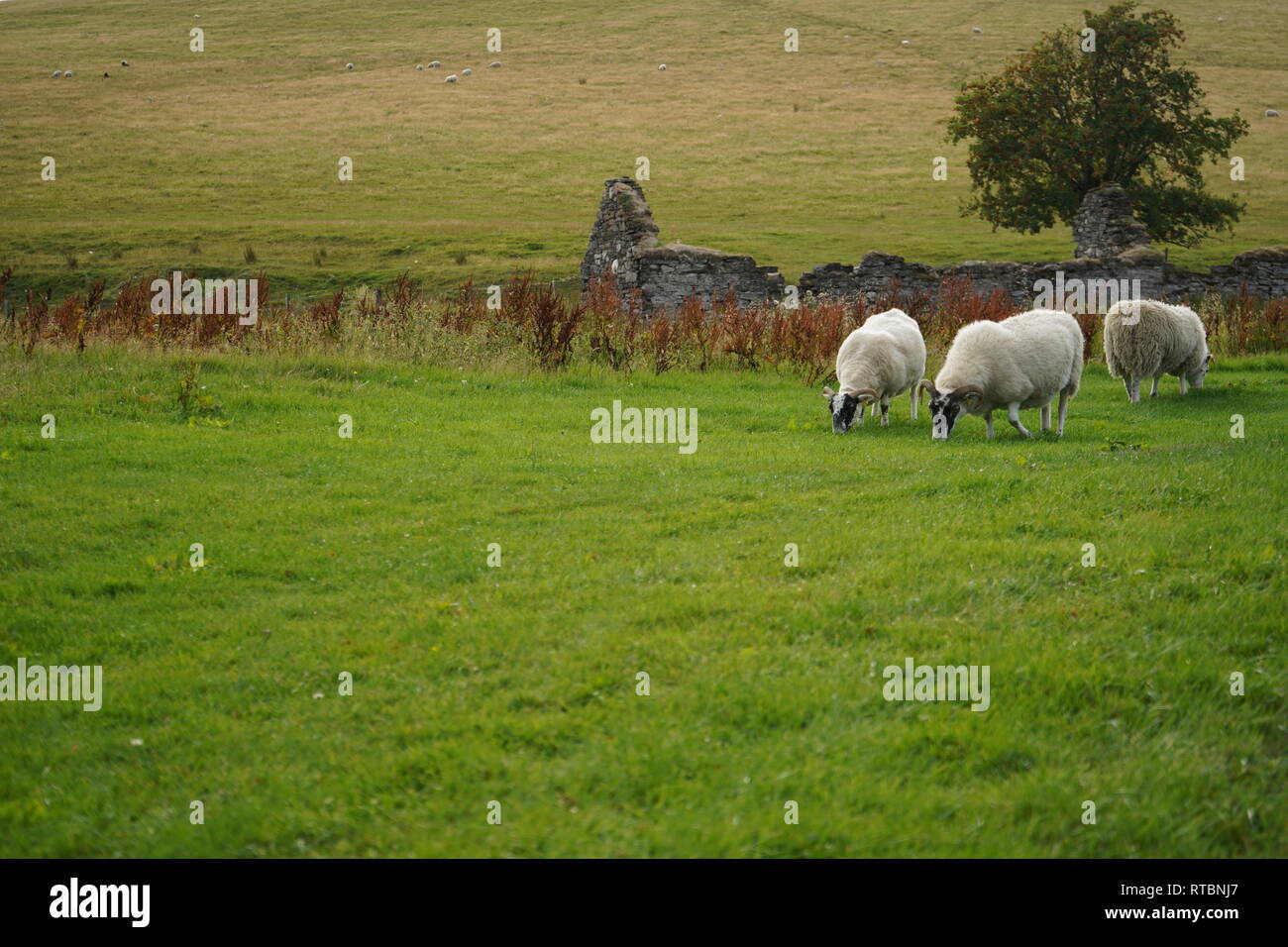 Schottischen blackface Schafe auf grünen Gras Schottland Highlands Stockfoto