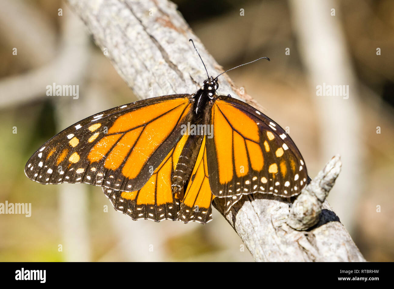 Männliche Monarch Butterfly ruht auf einem Zweig, Half Moon Bay, Kalifornien Stockfoto