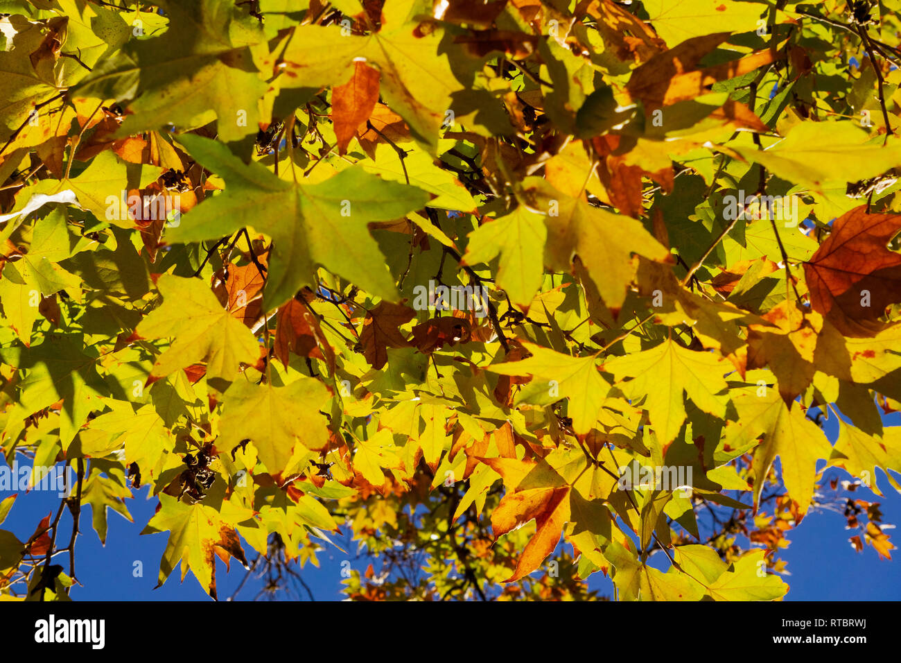 Western sycamore Blätter im Herbst, Kalifornien Stockfoto