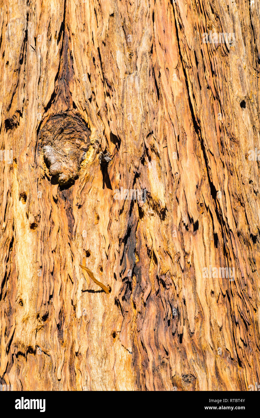 In der Nähe der Alten toten Kiefer Rinde mit Löcher gebohrt von Acorn Spechte, Kalifornien Stockfoto