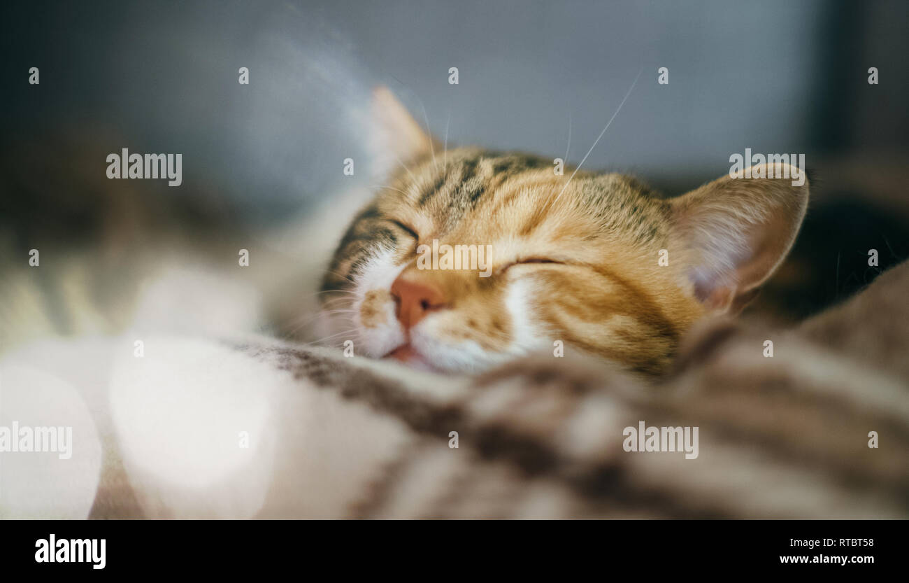 Seitenansicht des niedlichen schöne Katze schlafen in ihren Träumen auf einem klassischen britischen gemusterten quilt Stockfoto