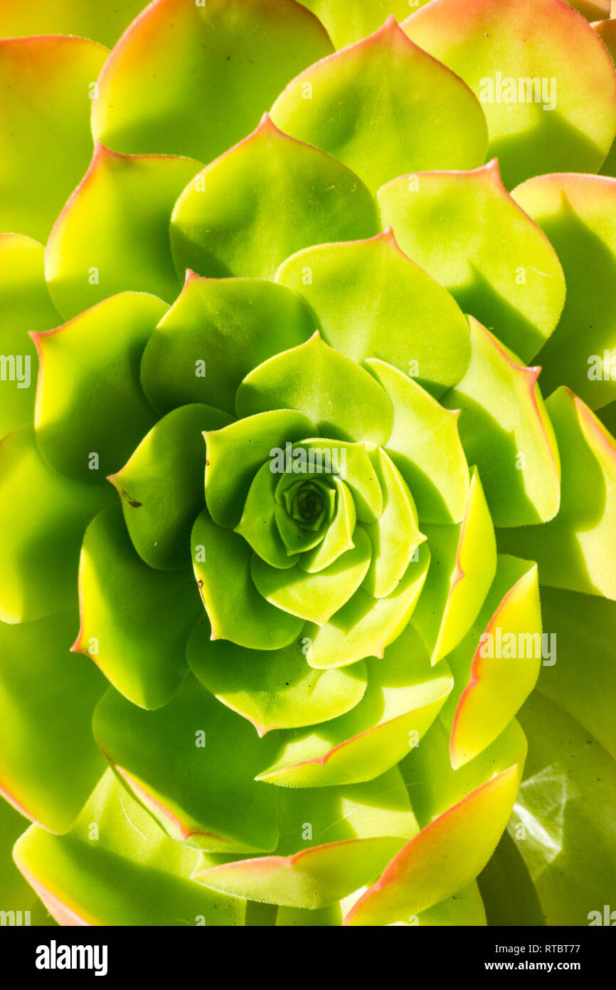 Makro Foto von Sukkulenten Aeonium Arboretum, Kalifornien Stockfoto