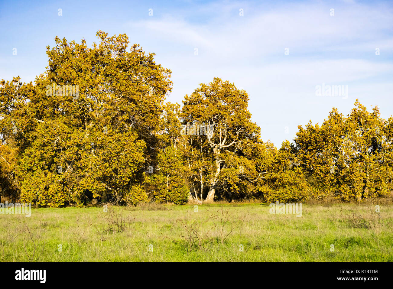 Western Platanen (Platanus racemosa), Kalifornien Stockfoto