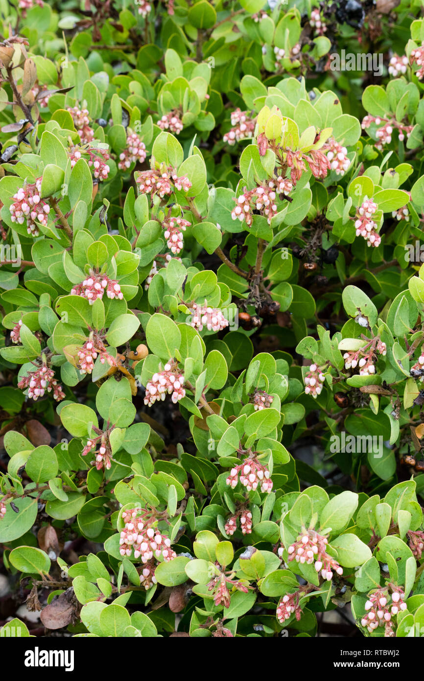 Manzanita Baum rosa Blüten, Kalifornien Stockfoto