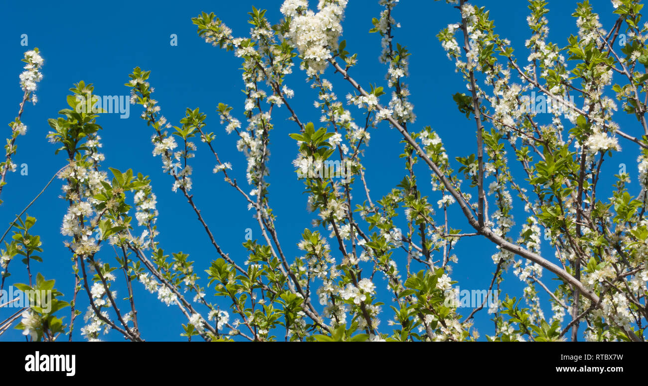 Schönen blühenden Pflaumenbaum und blauer Himmel. Weiße Blumen auf einem Zweig. Stockfoto