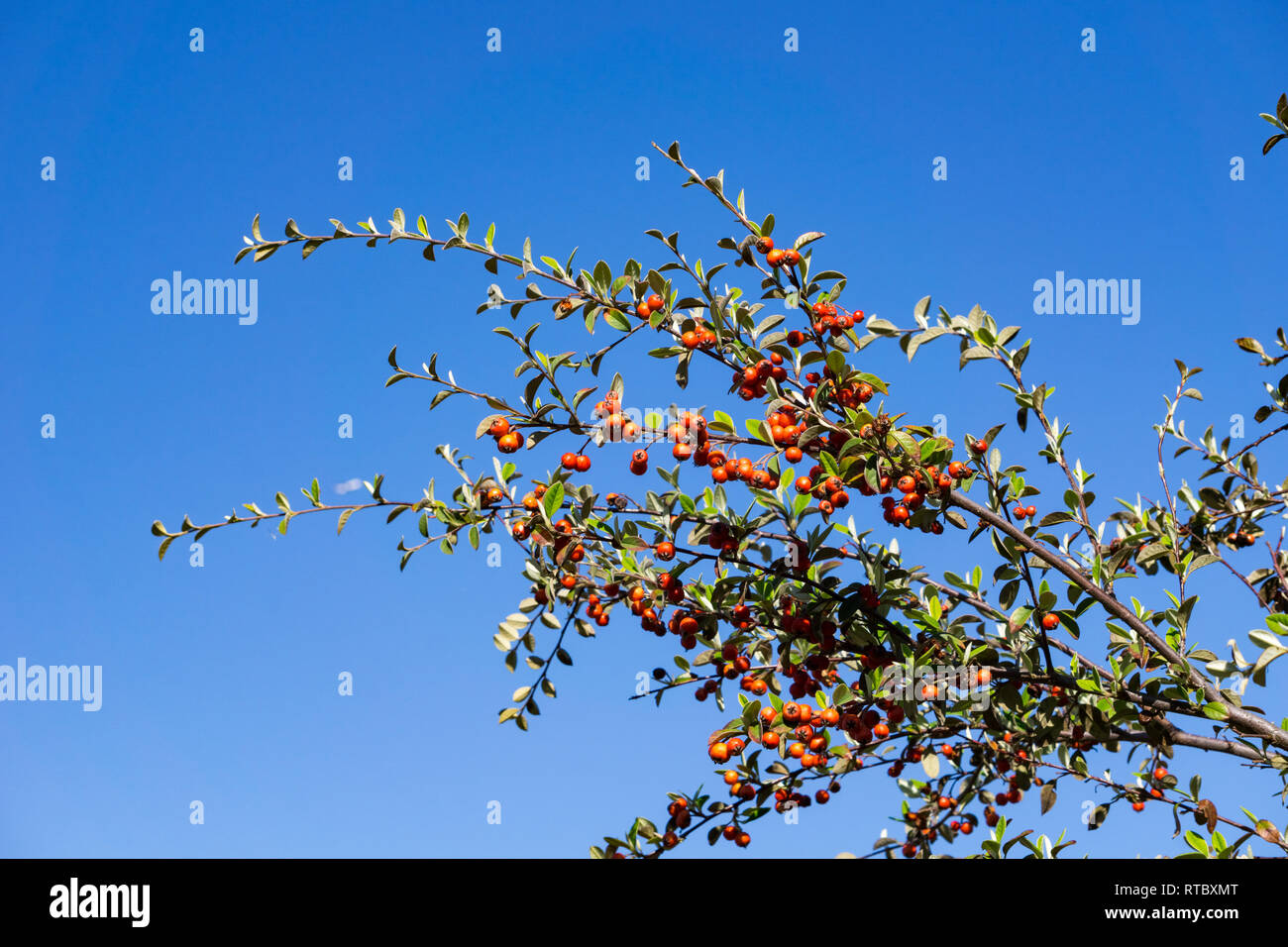 Kleine rote Früchte auf Ästen, Kalifornien Stockfoto