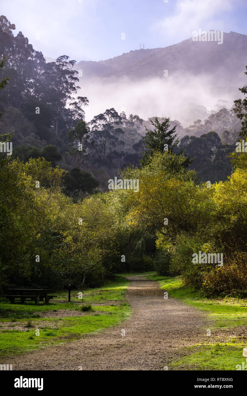 Nebeliger morgen, San Pedro Valley County Park, Kalifornien Stockfoto