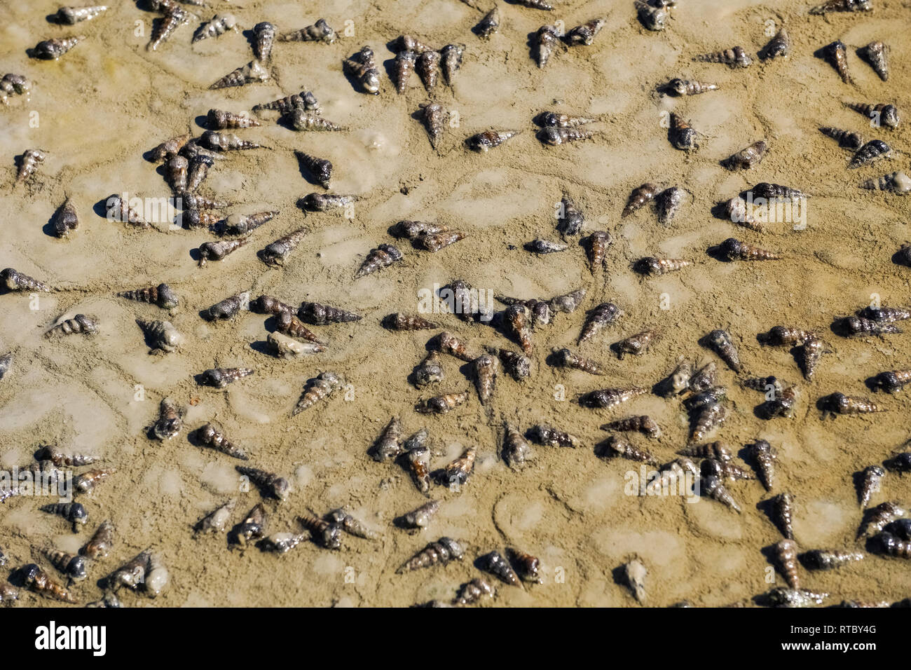 Kleine Schnecken kriechen in den Schlamm der Sümpfe auf die Bucht von San Francisco, Hayward, Kalifornien Stockfoto