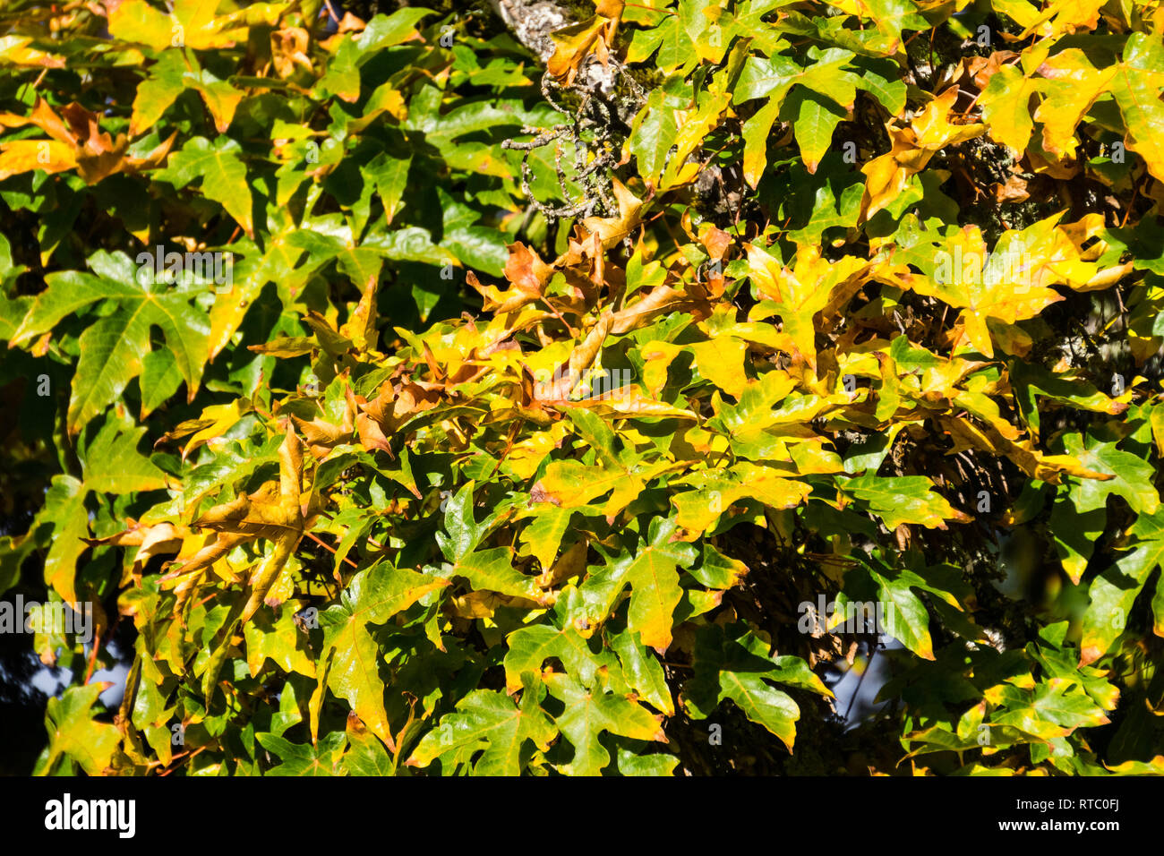 Blätter ändern Farben im Herbst, Kalifornien Stockfoto