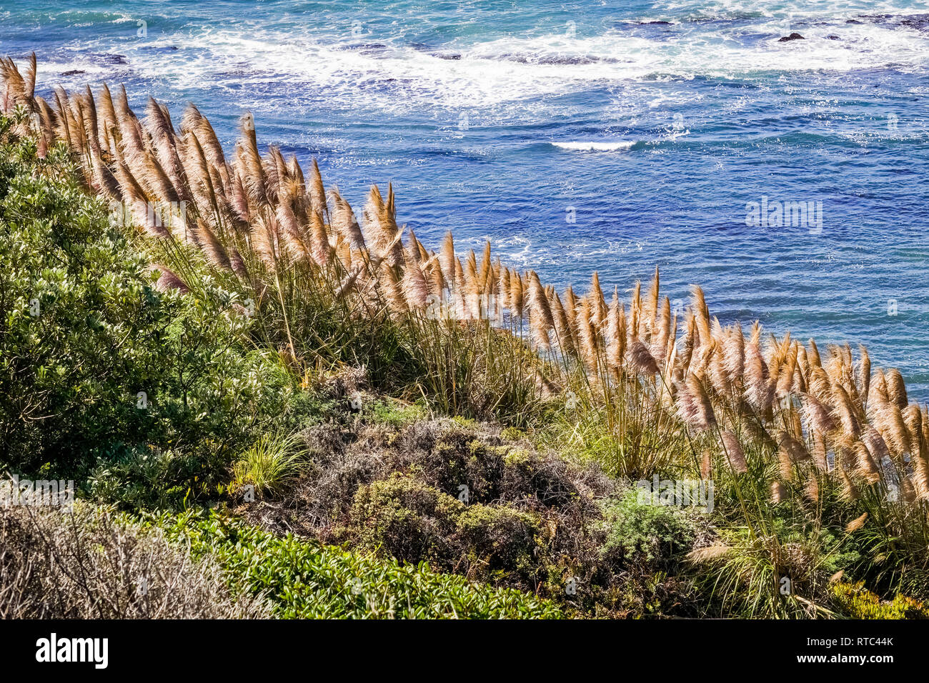 Pampas Gras an der Pazifischen Küste, Kalifornien Stockfoto