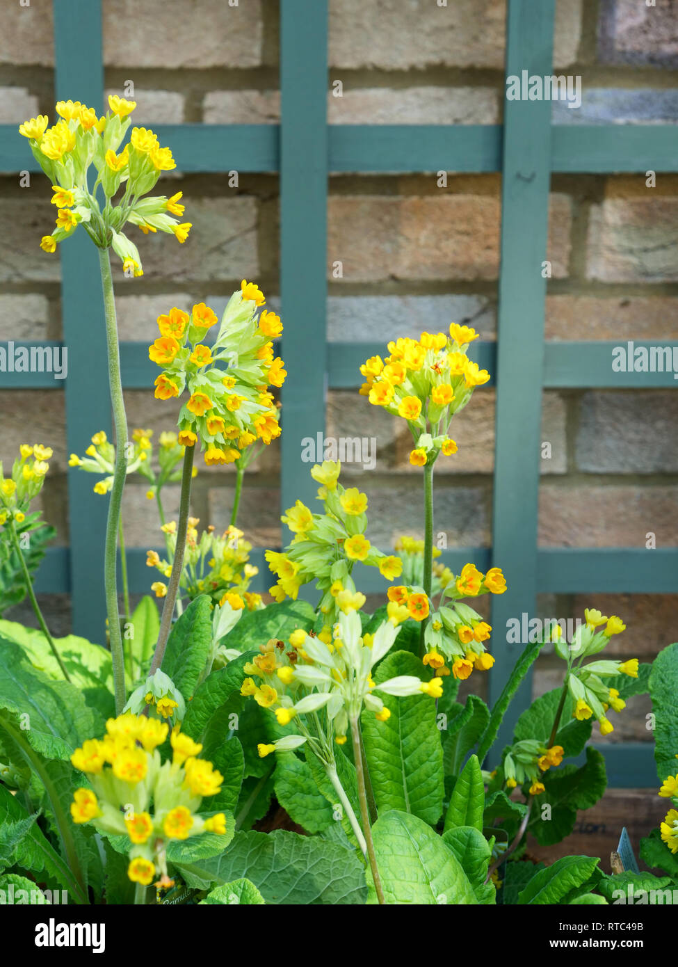 Gelbe Blumen der Europäischen native Frühling blühende Pflanze Primula  Veris auf lange Blütenstiele, in Töpfe bereit für die Anpflanzung im Garten  gewachsen Stockfotografie - Alamy