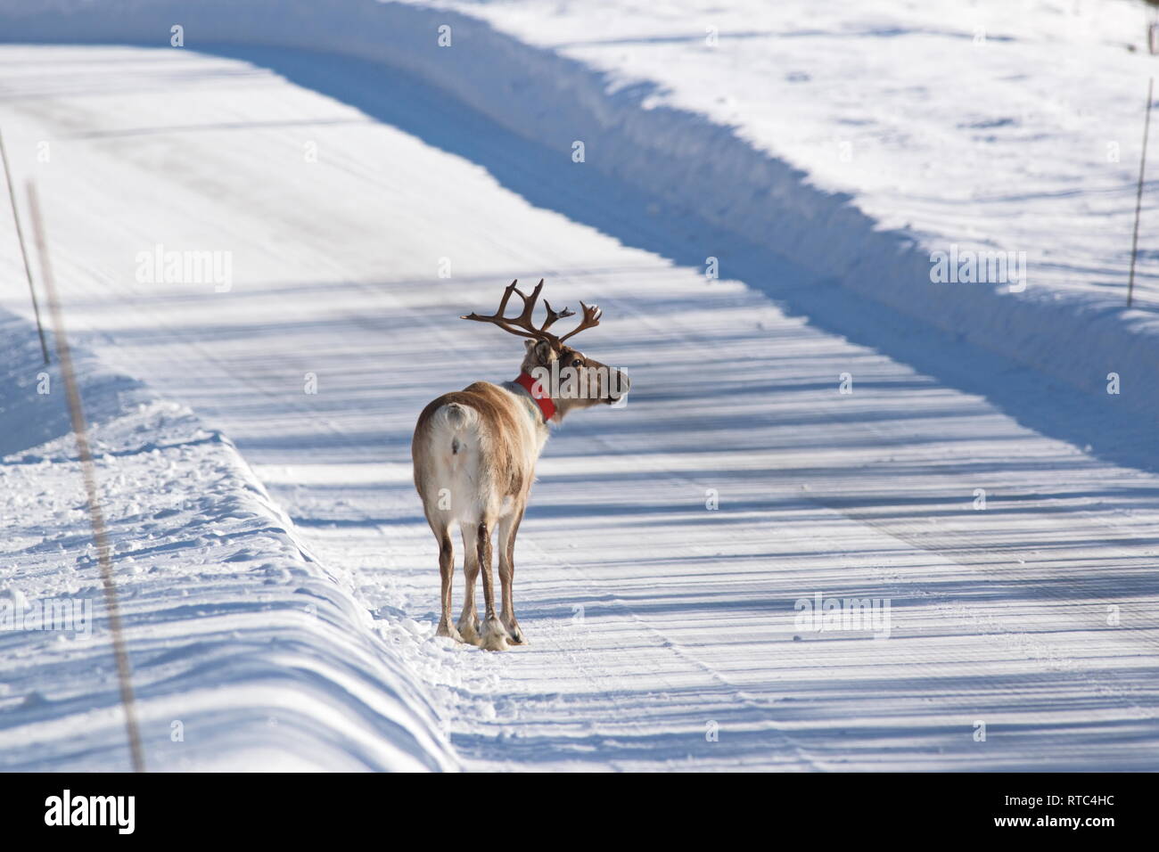 Ein Rentier (Rangifer tarandus) trägt einen orangefarbenen reflektierenden Kragen mitten in einem verschneiten Feldweg steht. Stockfoto