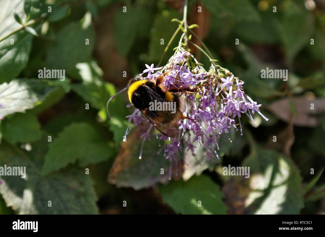 Bombus terrestris. Buff-tailed Bumblebee. Große Erde Bumblebee Stockfoto