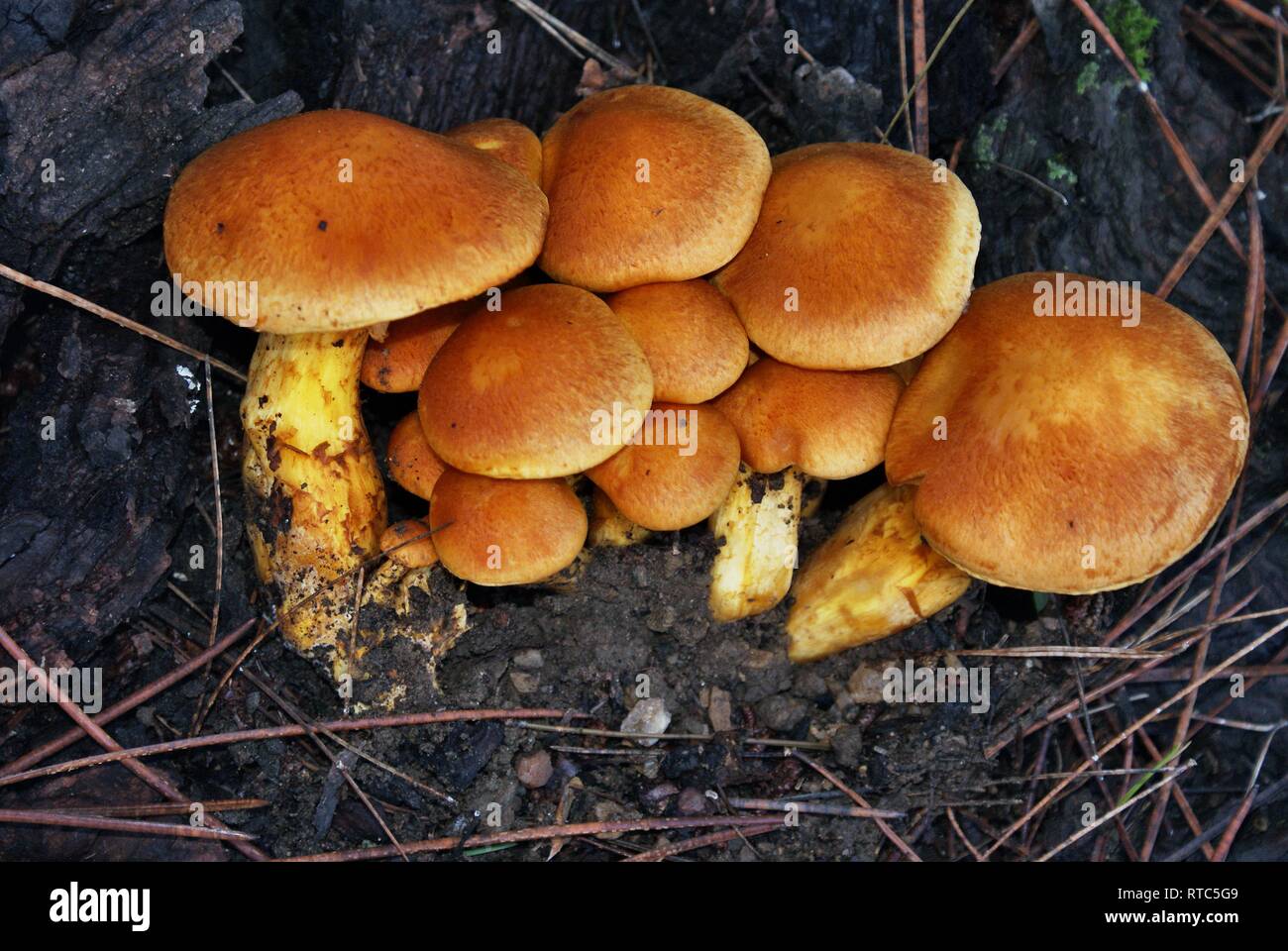 Gymnopilus junonius. Gymnopilus Californica. Pholiota californica Stockfoto