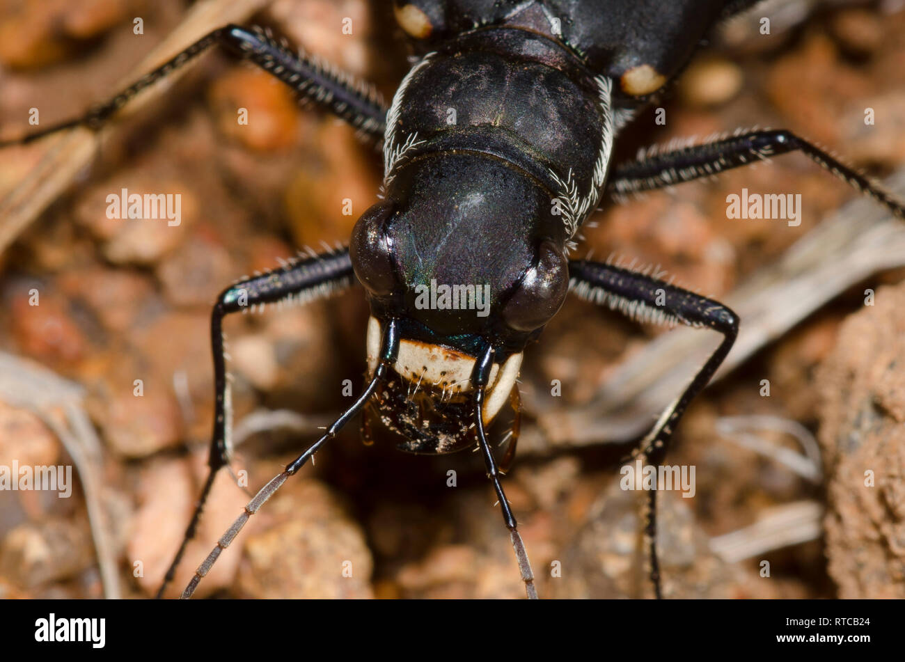 Prairie Tiger Beetle, Cicindela obsoleta obsoleta Stockfoto