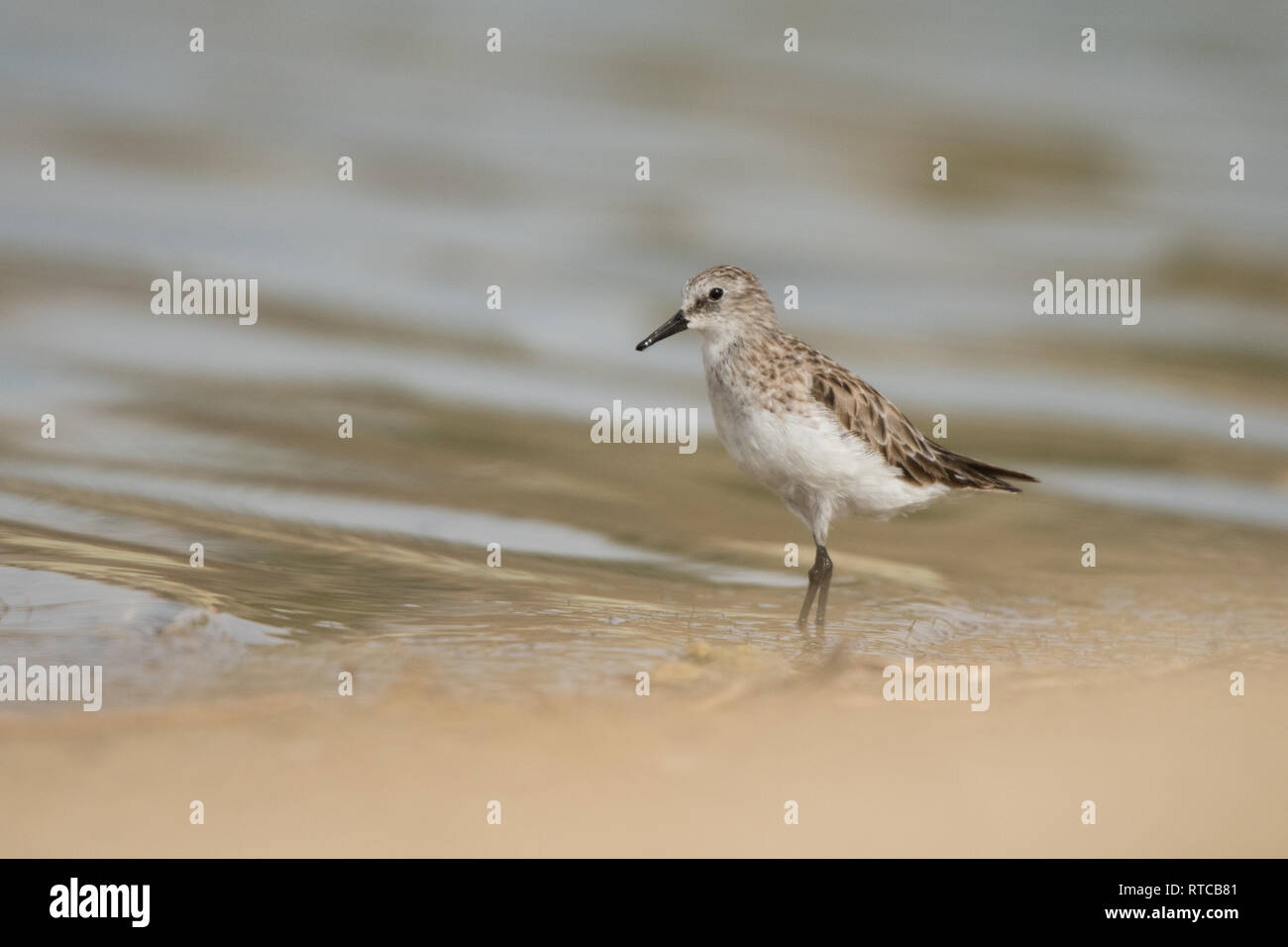 Little Stint/Calidris minuta. Al Qudra See. UAE Stockfoto