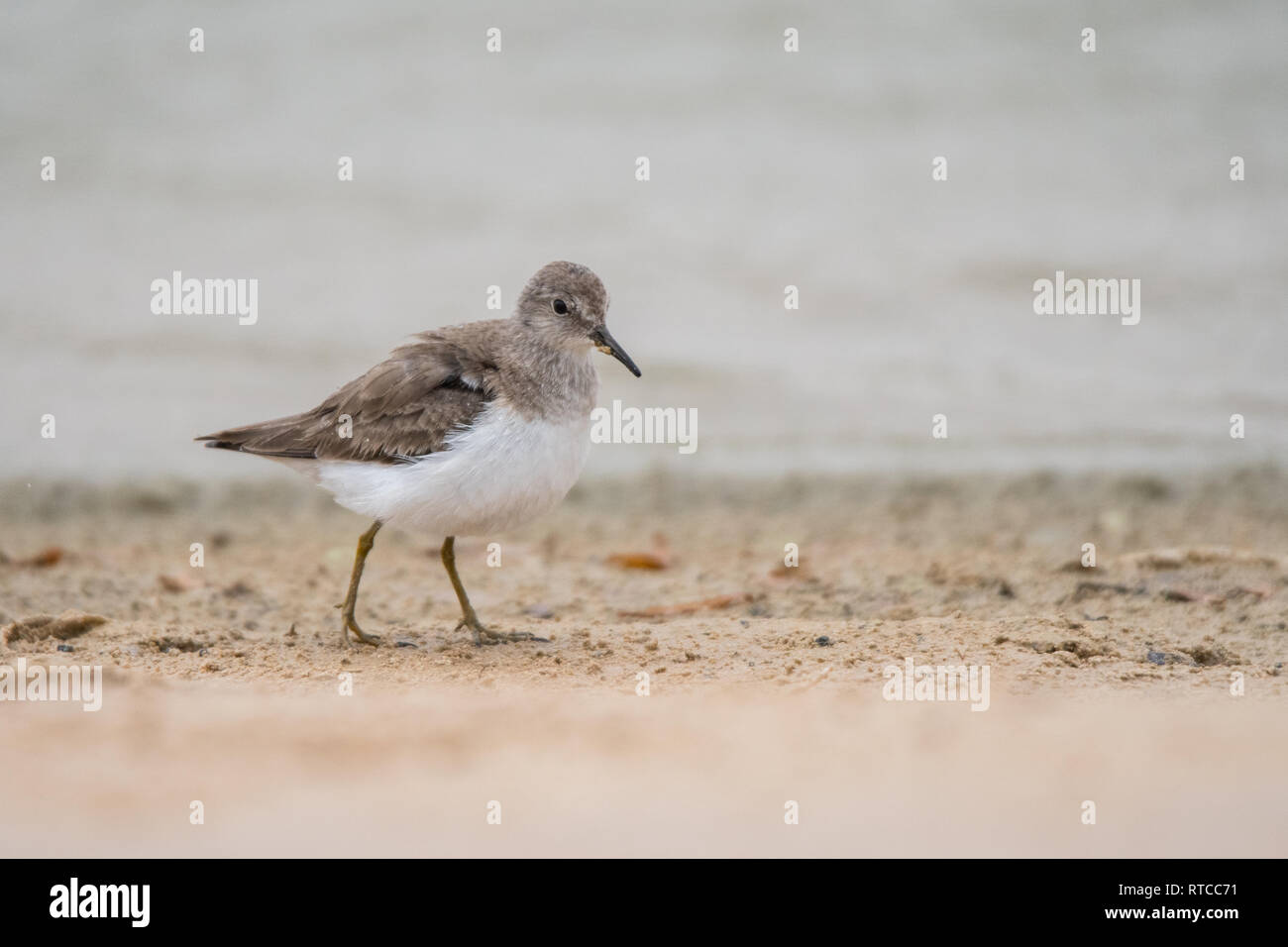 Temminck's Stint (Calidris temminckii). Al Qudra See. Vereinigte Arabische Emirate Stockfoto