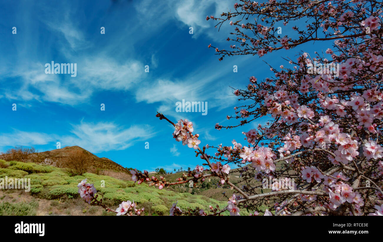 Blühende Mandelbaum im Vordergrund, Büsche und Berge im Hintergrund, über allen einen schönen Himmel, Kanarische Inseln, Spanien Stockfoto