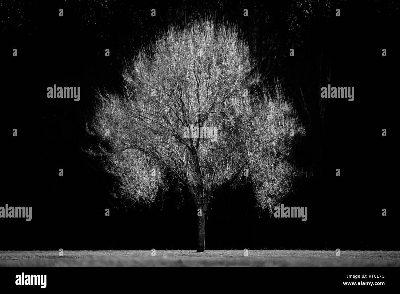 Hintergrundbeleuchtung auf einem Baum Stockfoto