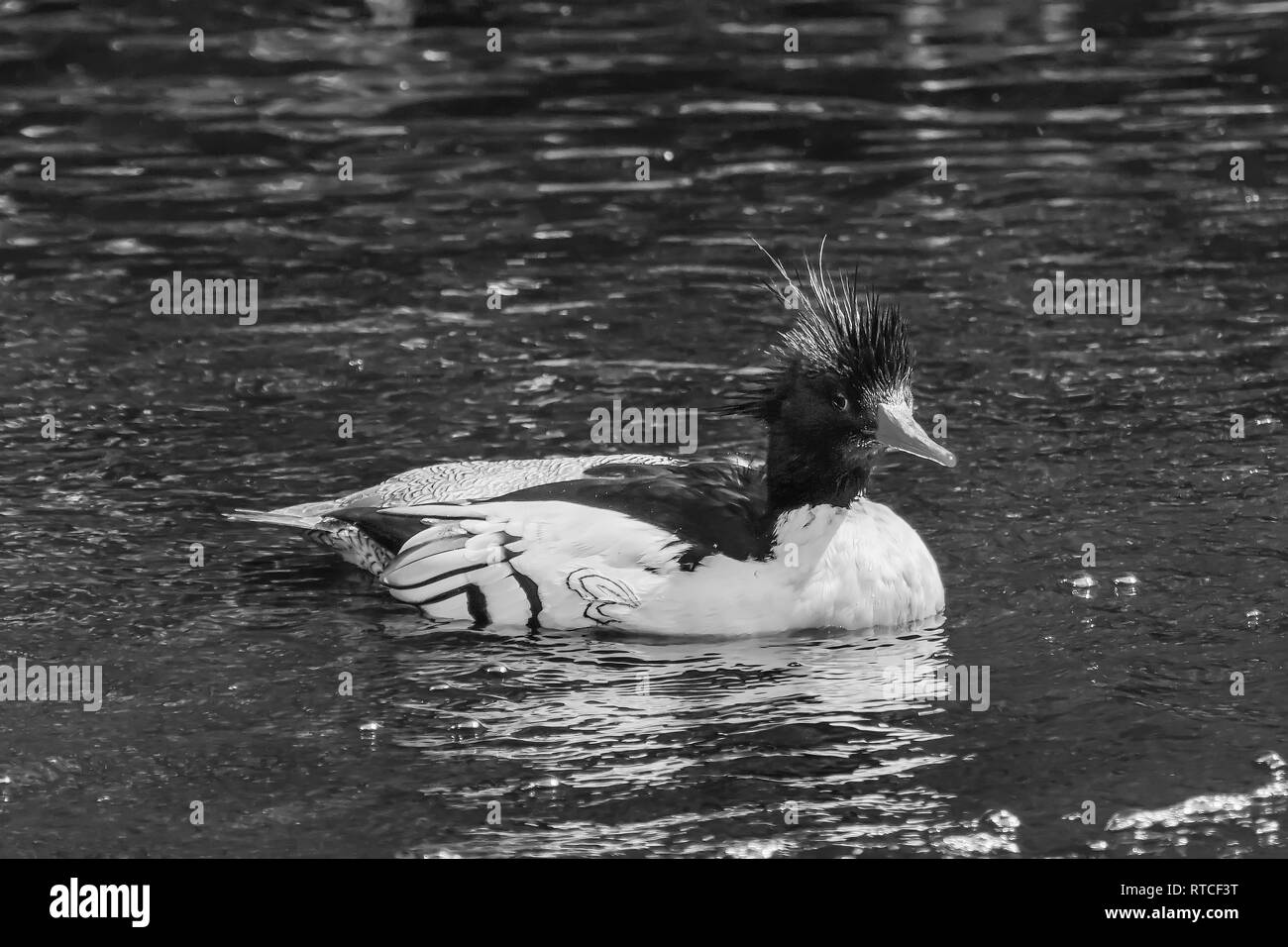 Schuppige seitig Merganser chinesischen Merganser Ente männlich Mergus squamatus Schwimmen Refletion Seattle Washiington Stockfoto